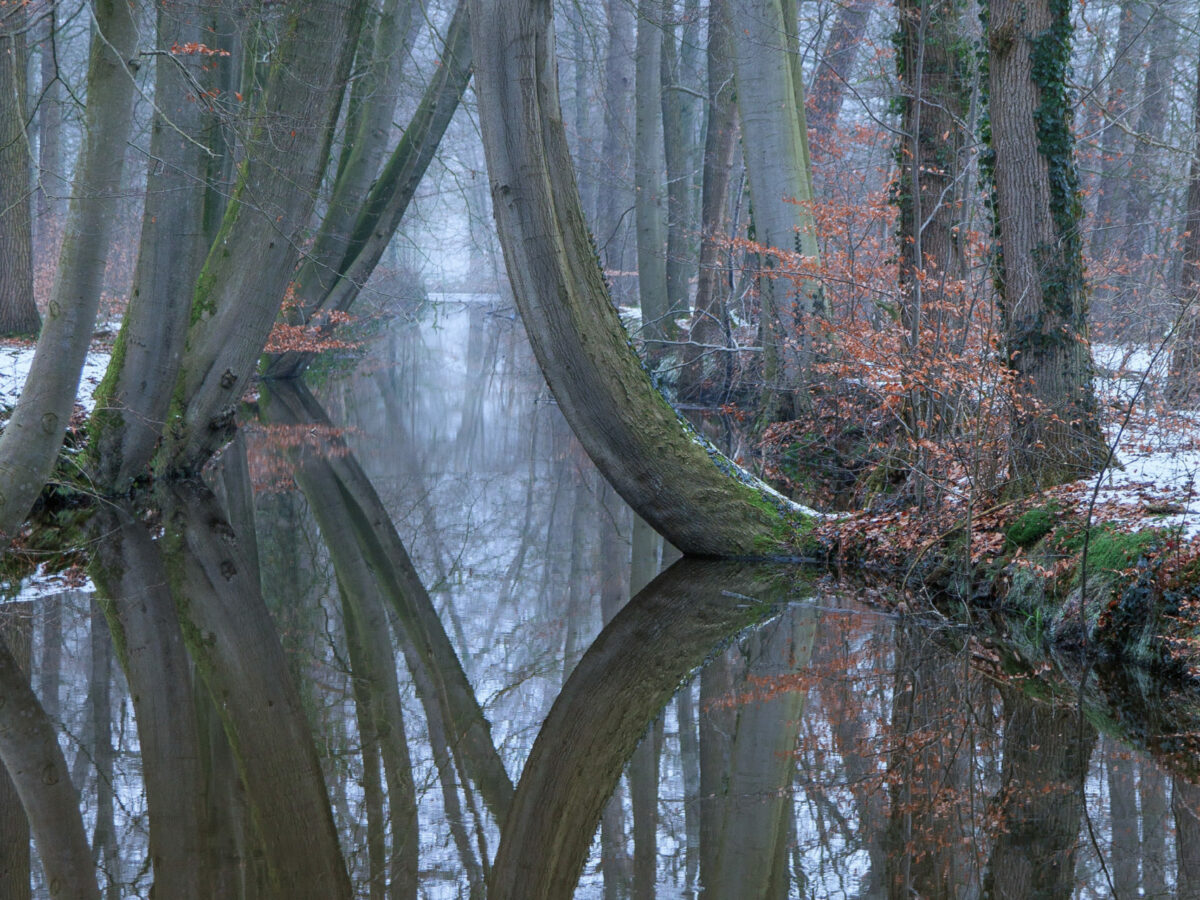 Gebogen bomen op landgoed Twickel te Delden.