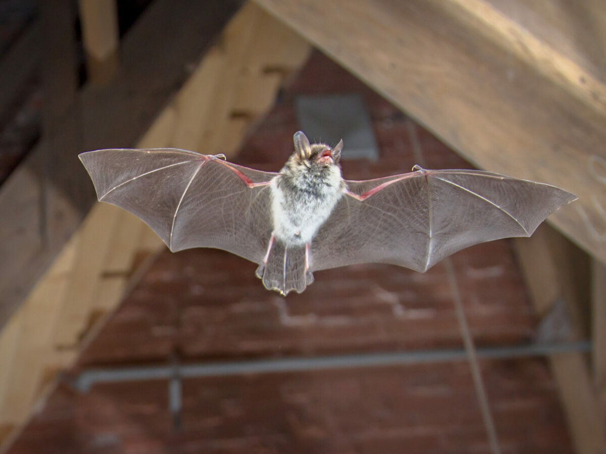Flying Natterer's bat (Myotis nattereri) action shot of hunting animal on wooden attic of city church. This species is know for roosting and living in urban areas in Europe and Asia.